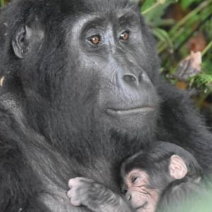 Gorilla Trekking Rwanda & Chimpanzees