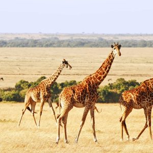 10 Day Exclusive walking safari and wildlife adventure.