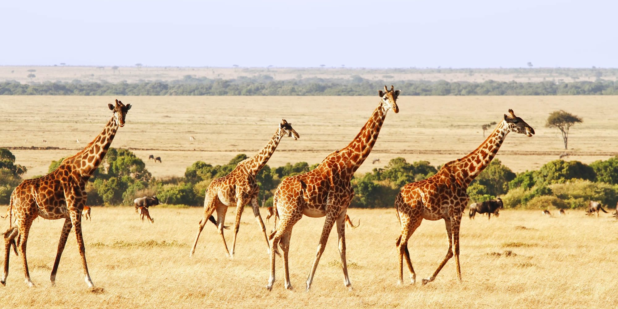 Uganda walking safaris