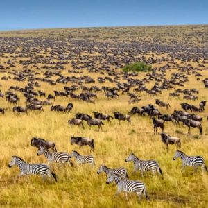 3 Days Masai Mara Safari – Kenya’s Crown Jewel!