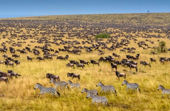 3 Days Masai Mara Safari – Kenya’s Crown Jewel!