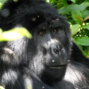 4 Day Lwiro Primate Sanctuary & Kahuzi Biega – Low Land Gorilla Trekking