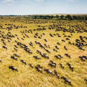 10 Day Kenya & Tanzania Special safari