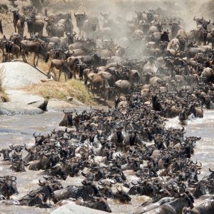 10 Days Exclusive journey of Wildebeest Migration safari. (Maraa River Crossing)