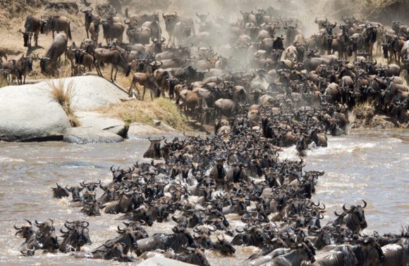10 Days Exclusive journey of Wildebeest Migration safari. (Maraa River Crossing)