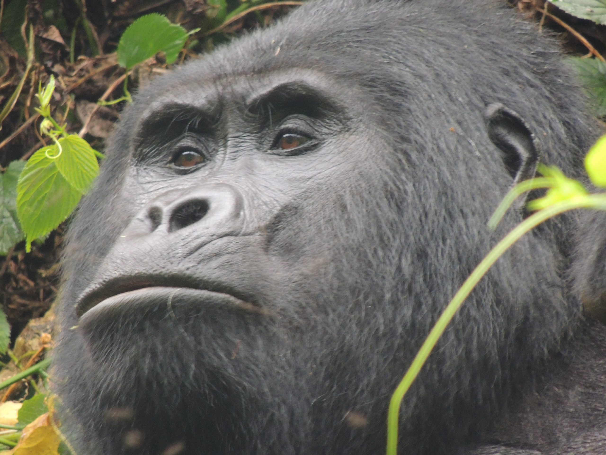 3 Day Rwanda Gorillas in the Mist Adventure