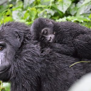 Rwanda Safaris