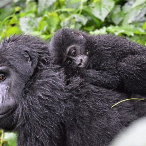 5 Day Bwindi Gorilla Trekking & Walking Safari via Kigali Rwanda