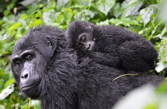 5 Day Bwindi Gorilla Trekking & Walking Safari via Kigali Rwanda