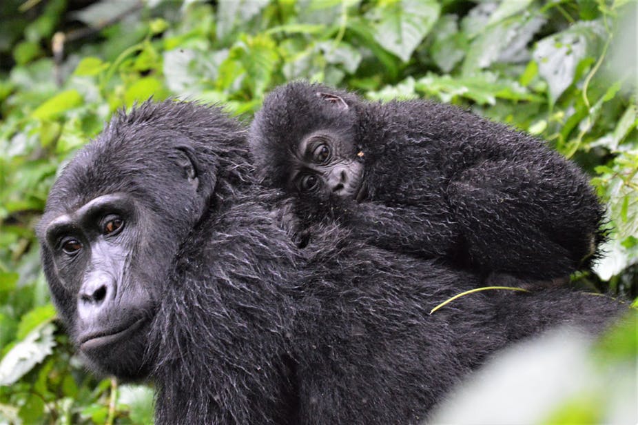 Mountain Gorilla Trekking Uganda