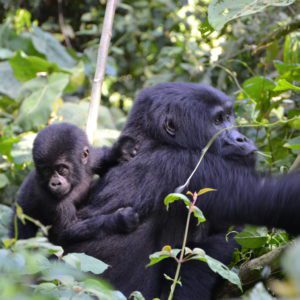 10 Day Remarkable Rwanda – Mountain Gorillas and Big 5 Safari