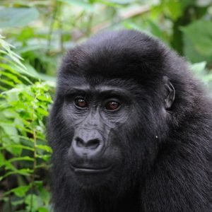 11 Days Gorillas and Big 5 Safari – Uganda and Tanzania Tour