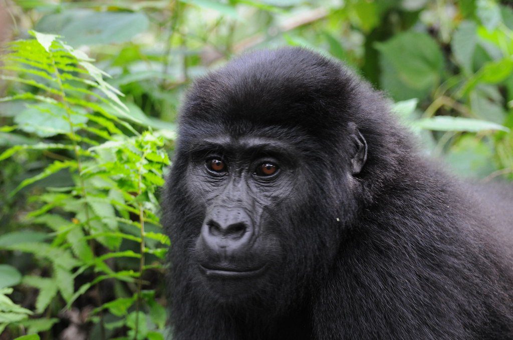 Bwindi Mountain Gorilla trekking safari via Kigali