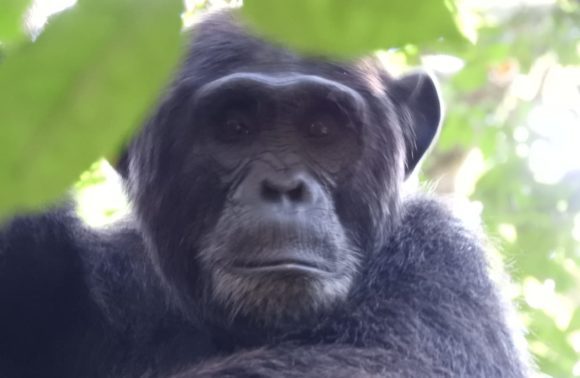 Rwanda Gorilla Trekking tour