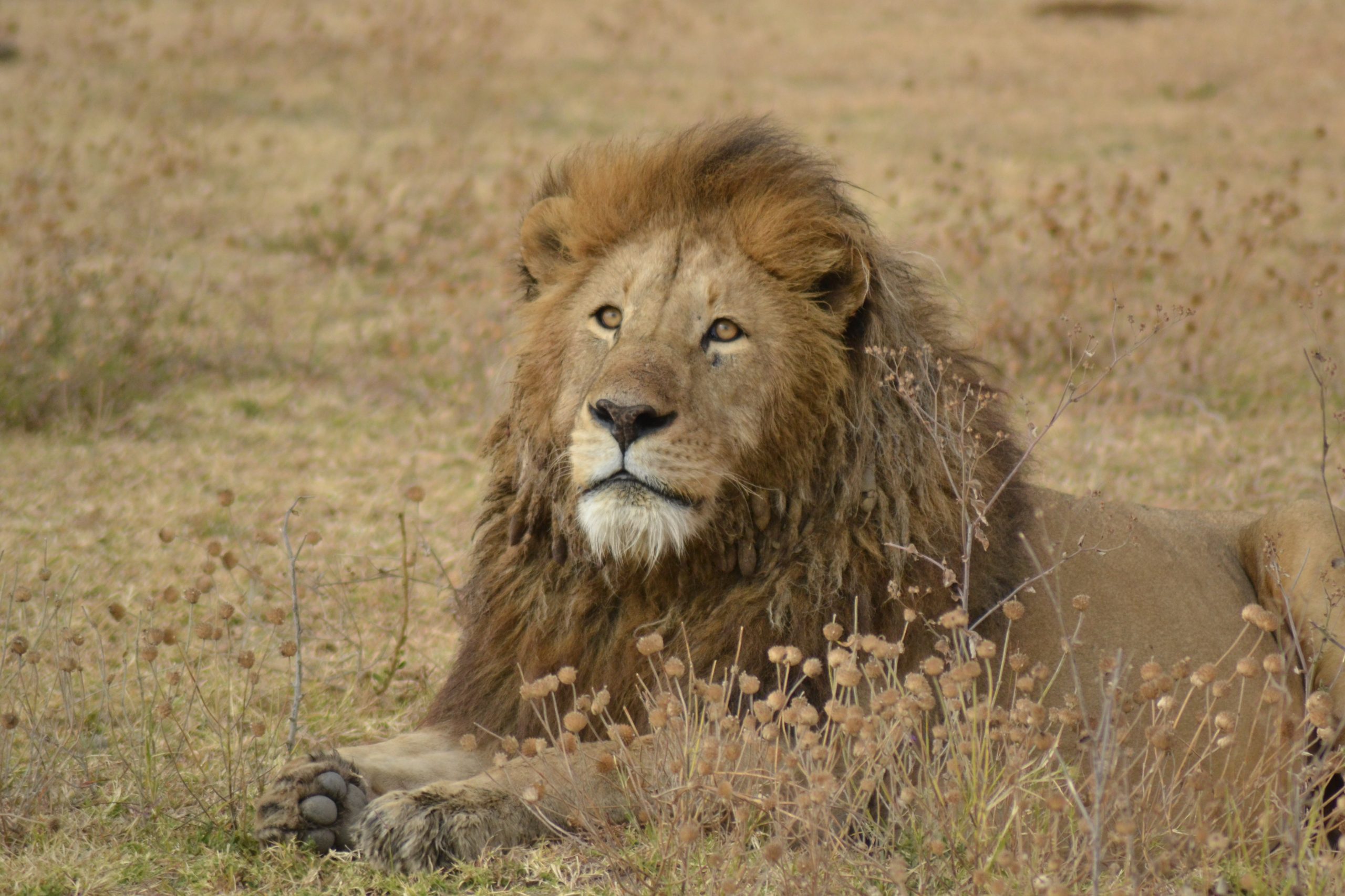 3 Days Masai Mara Safari – Kenya’s Crown Jewel!
