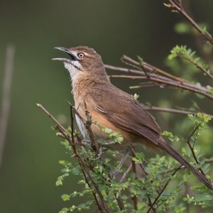 15-Day Bird Watching Safari Uganda