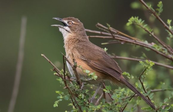 15-Day Bird Watching Safari Uganda