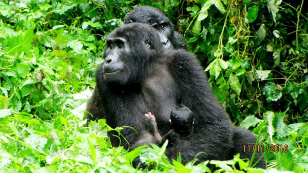 Mountain Gorilla Trekking & Wildlife Safaris