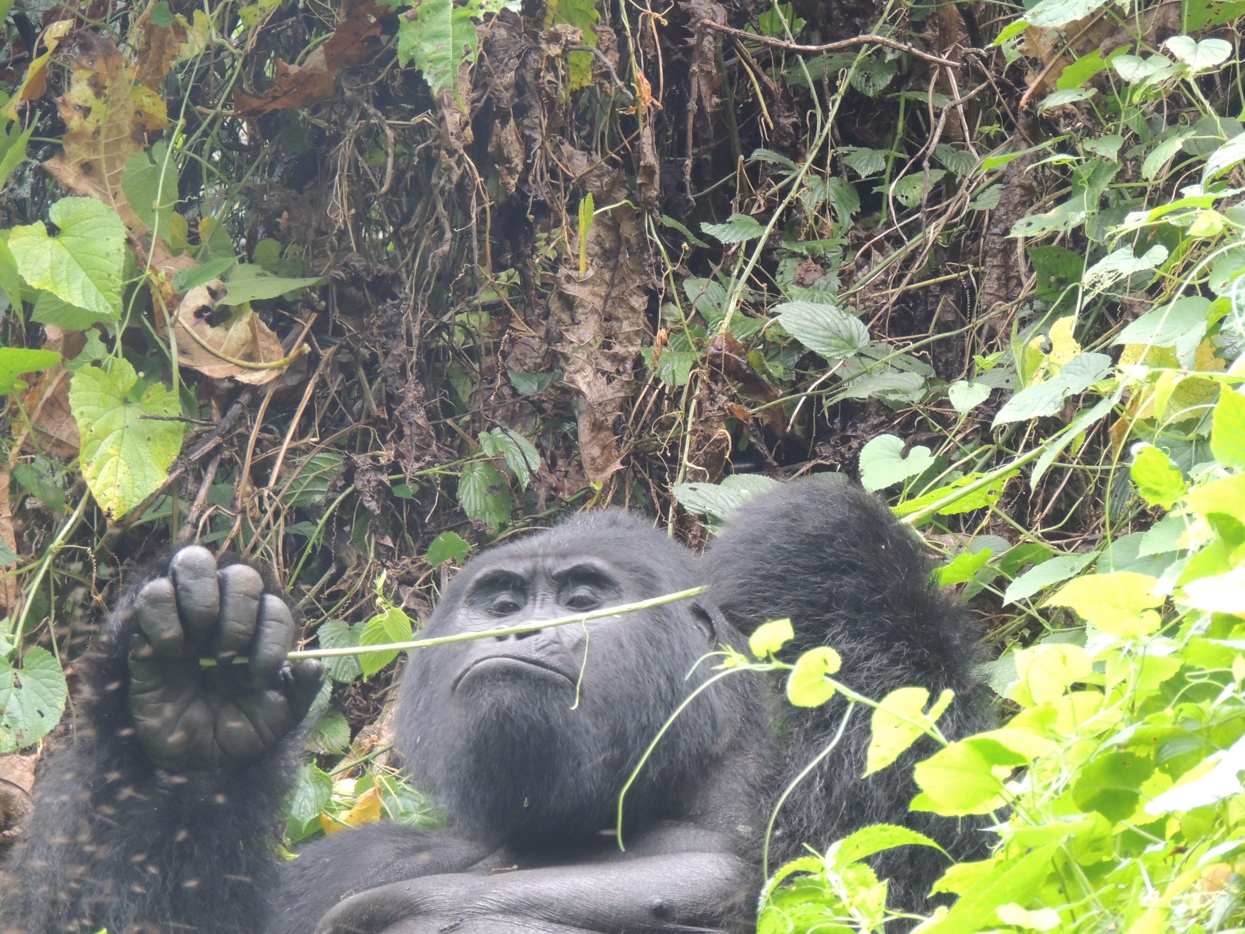 7 Days Gorilla Trekking Rwanda