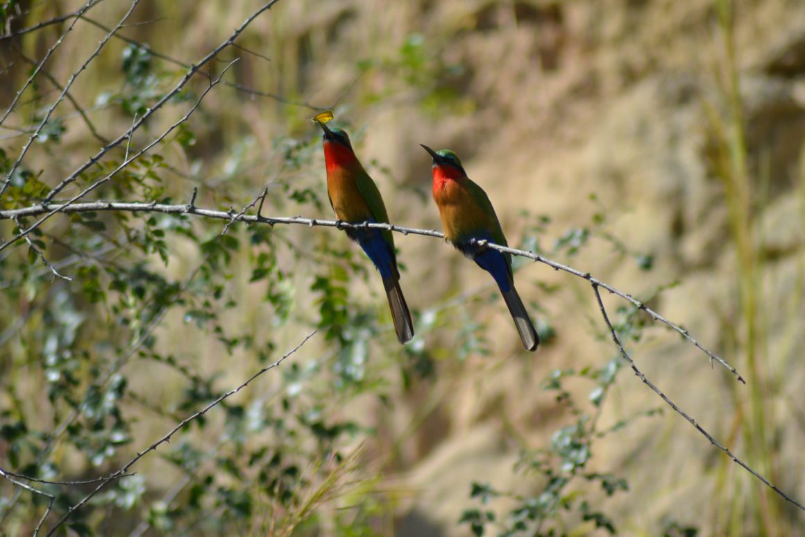 8-Day Uganda’s Birding Paradise – Bird-Watching Safari