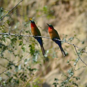 8-Day Uganda’s Birding Paradise – Bird-Watching Safari