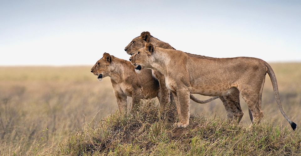 6 Days Living Among Predators - Family-friendly African safari vacation