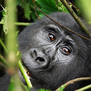 7 Days Explore Uganda’s Savannah wildlife and Mountain Gorilla Trekking.