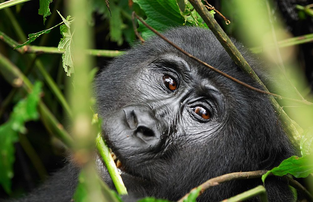Uganda’s Savannah Wildlife And Mountain Gorilla Trekking