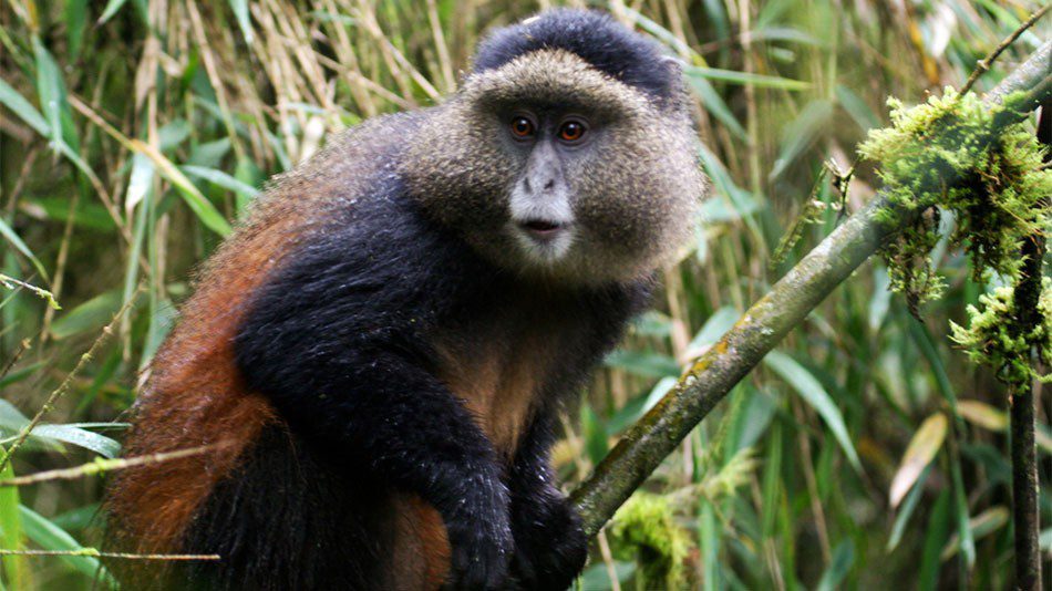golden-monkey-rwanda-950x534