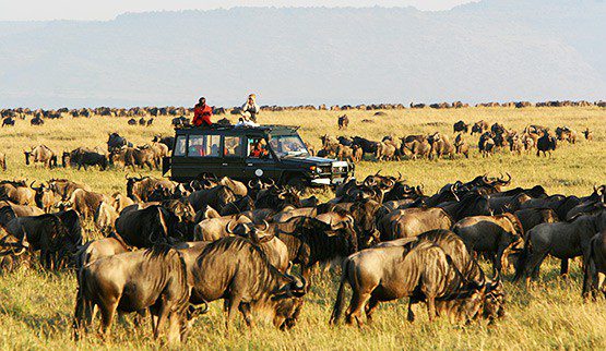 8 Day Kenya wildlife safari by African Finfoot safaris