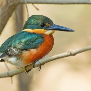 15-Day Bird Watching Safari Uganda