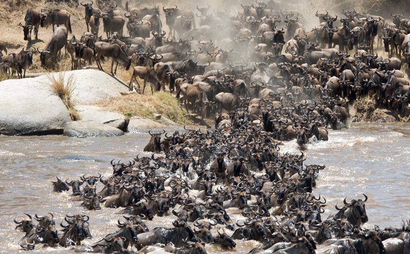 The Wildebeest Migration Journey – A Life time Adventure!