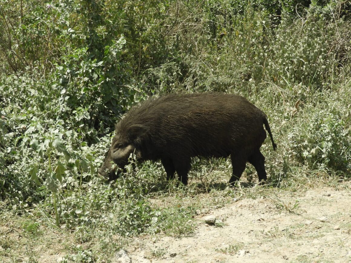 Giant Forest Hog in Queen Elizabeth national park