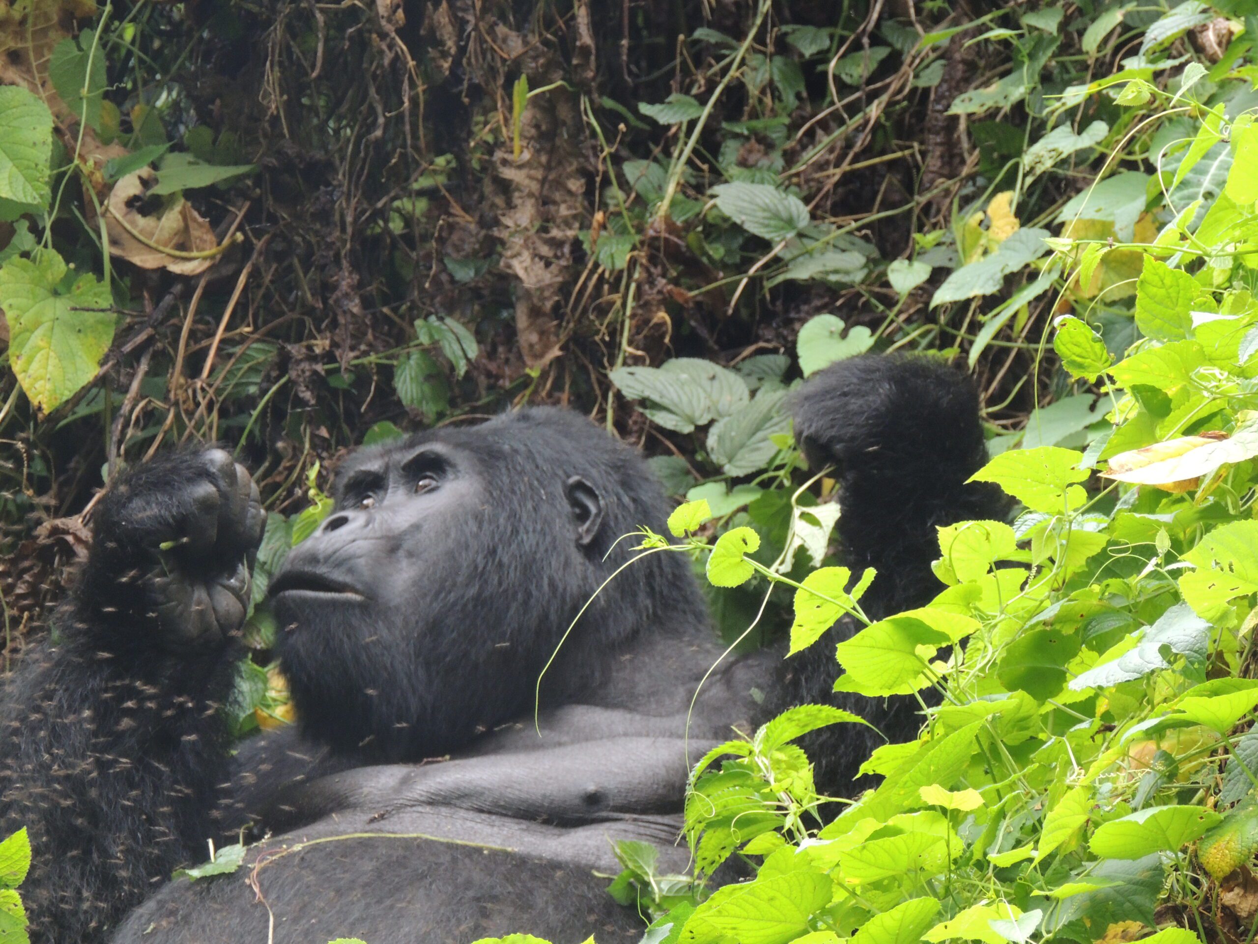6 Day Affordable Rwanda Gorilla Trekking adventure