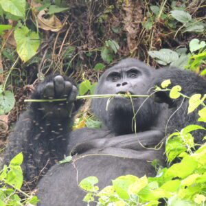 Top 8 MUST do activities in Bwindi Impenetrable Forest National Park – Visit Uganda