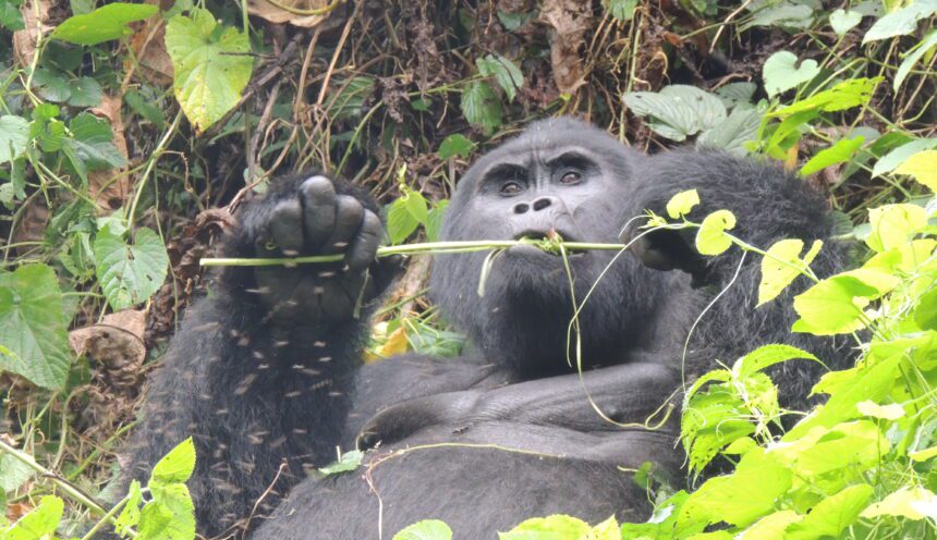Top 8 MUST do activities in Bwindi Impenetrable Forest National Park – Visit Uganda