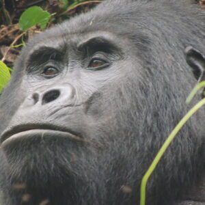13 Days Uganda & Tanzania Primate, Wildlife Big 5 Safari