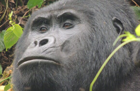 13 Days Uganda & Tanzania Primate, Wildlife Big 5 Safari
