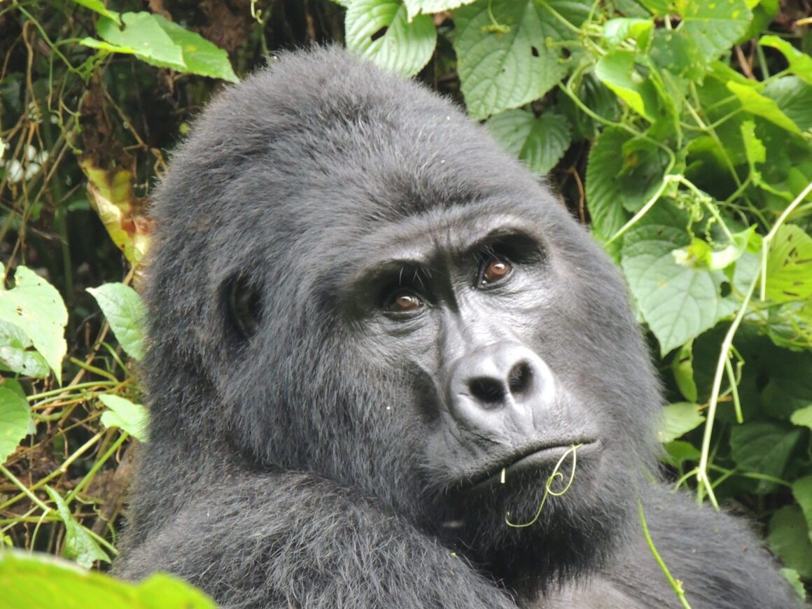 3 Day Rwanda Gorilla trekking adventure
