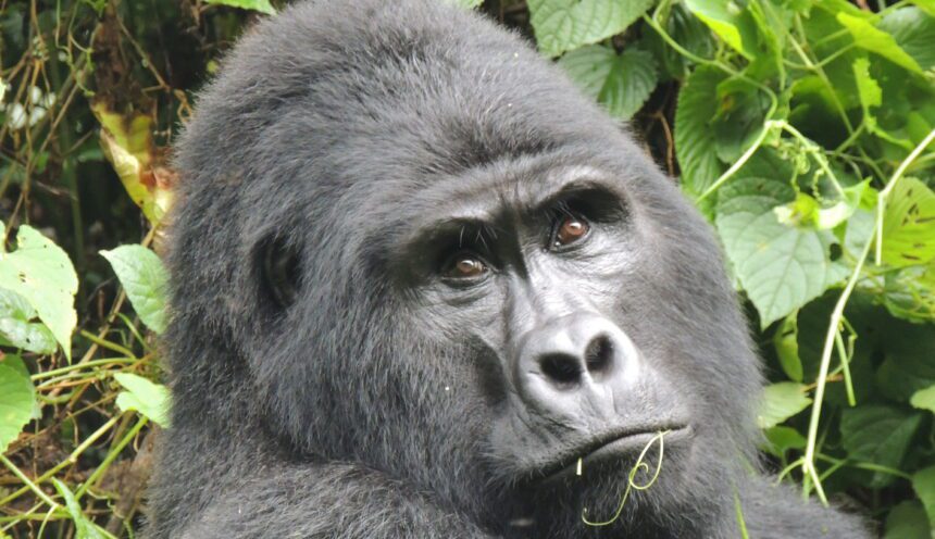 The Best Mountain Gorilla Trekking Destination – Your Ultimate Wildlife Experience!