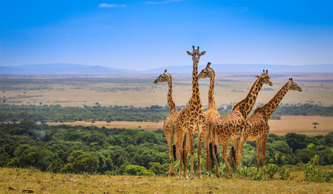 3 Days Magnificent Big 5 Safari in The Giraffe Paradise!