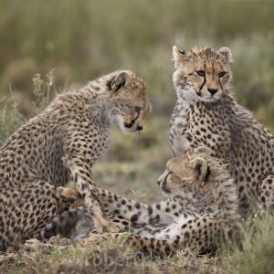 8 Day Kenya wildlife safari – Living Into The Wild