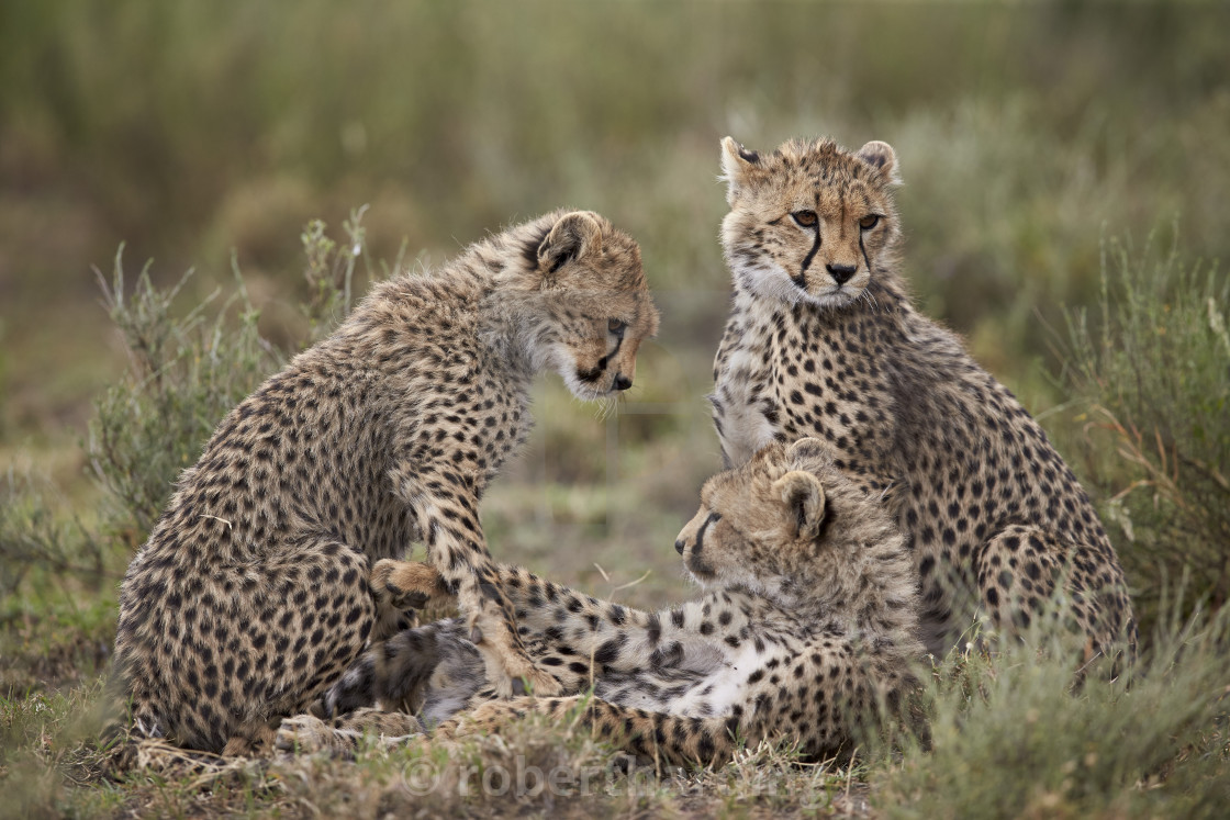 Kenya wildlife safari adventure by African Finfoot safaris