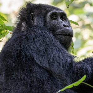 4 days Gorilla trekking and wildlife experience