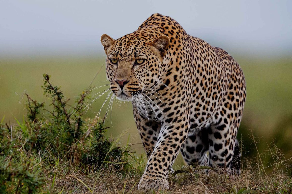 Kenya wildlife safari - Experience the true African wilderness