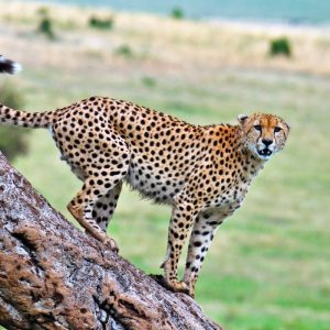 14 Day East African Magic Safari – Masai Mara, Serengeti & Mountain Gorillas