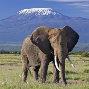 3 Day Safari To Amboseli National Park