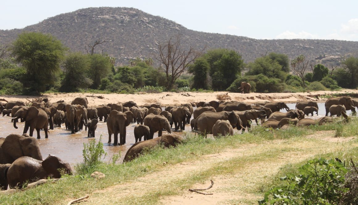3 Day safari to Samburu national reserve