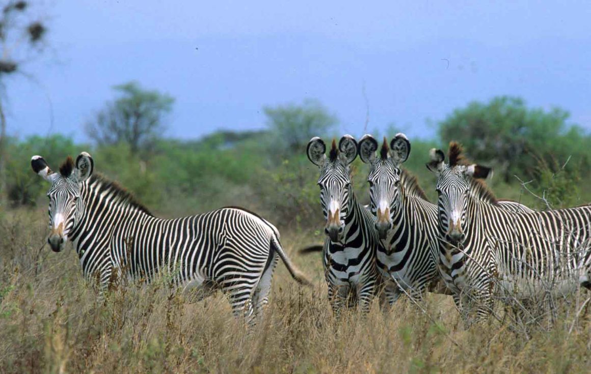 3 Day safari to Samburu national reserve