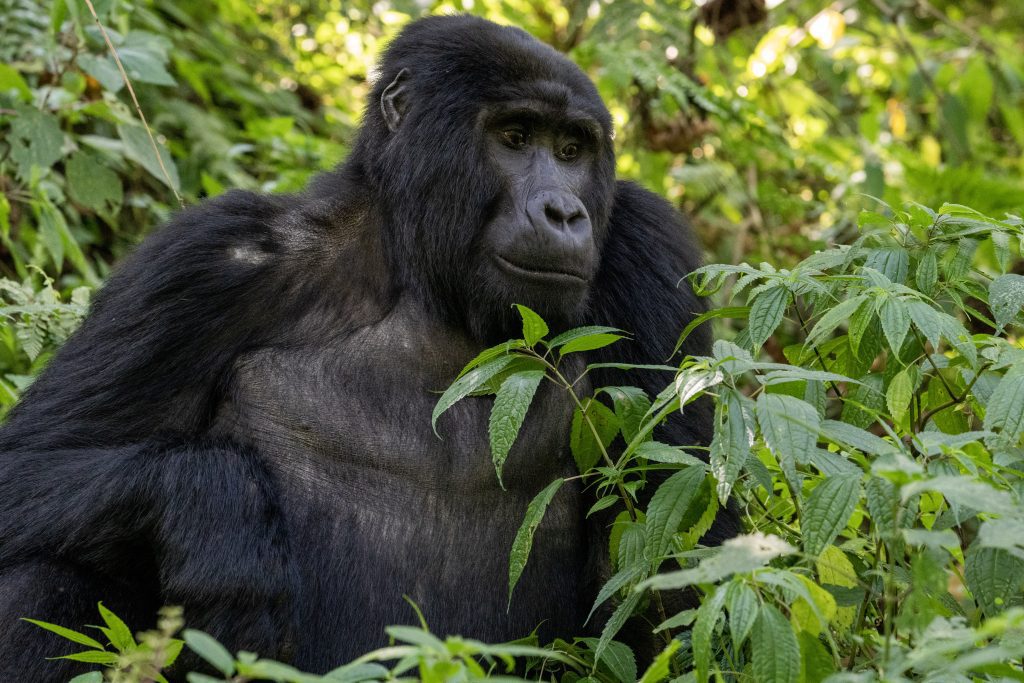 Mountain Gorilla - Female
